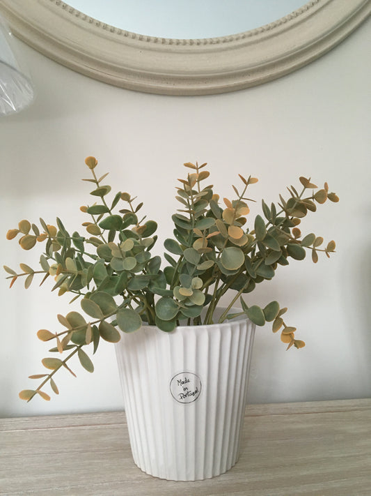 Eucalyptus