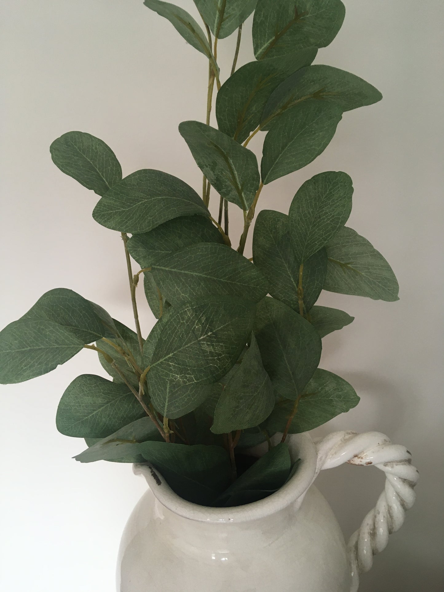Eucalyptus Large Leaf