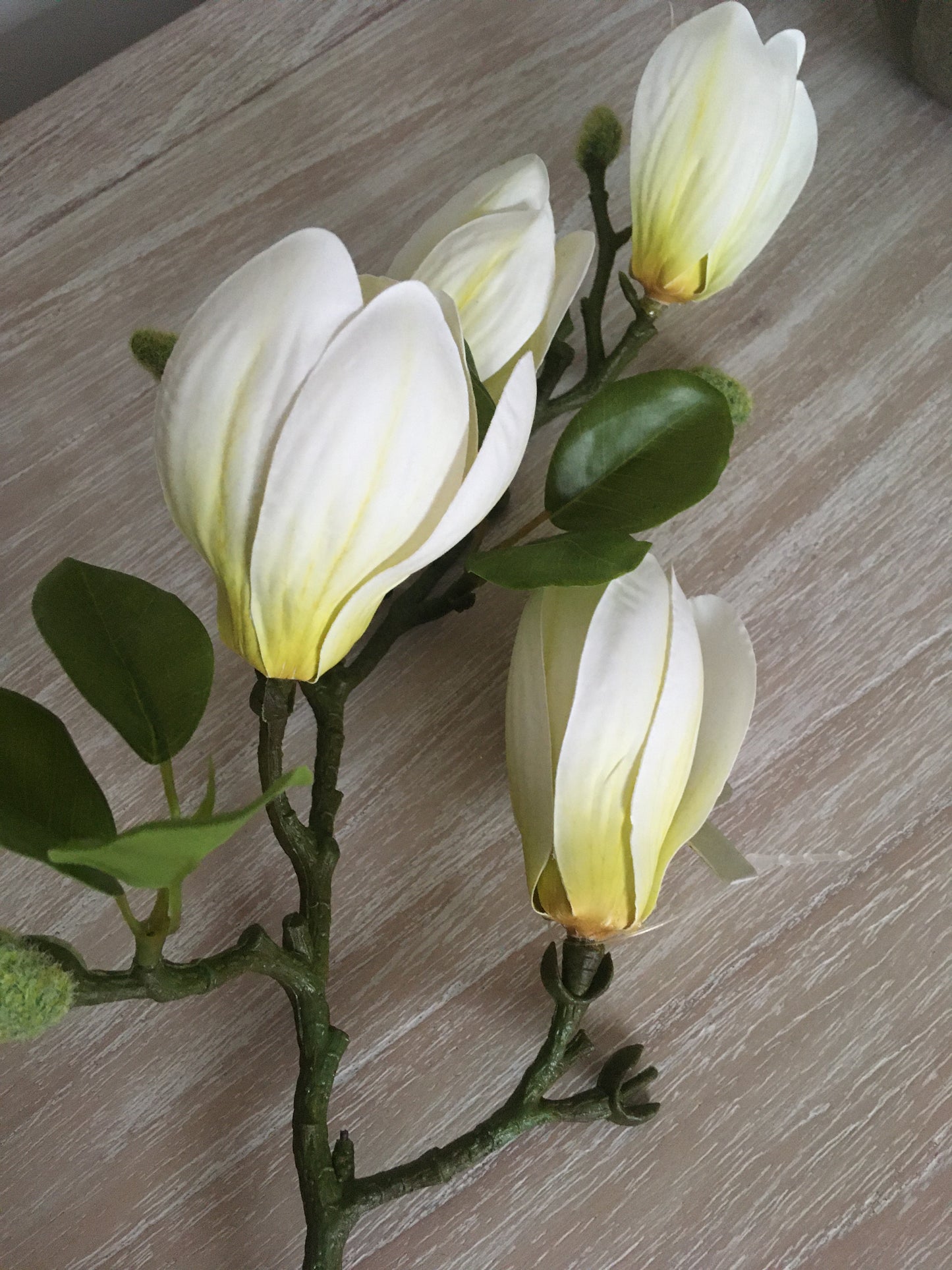 Magnolia Stem