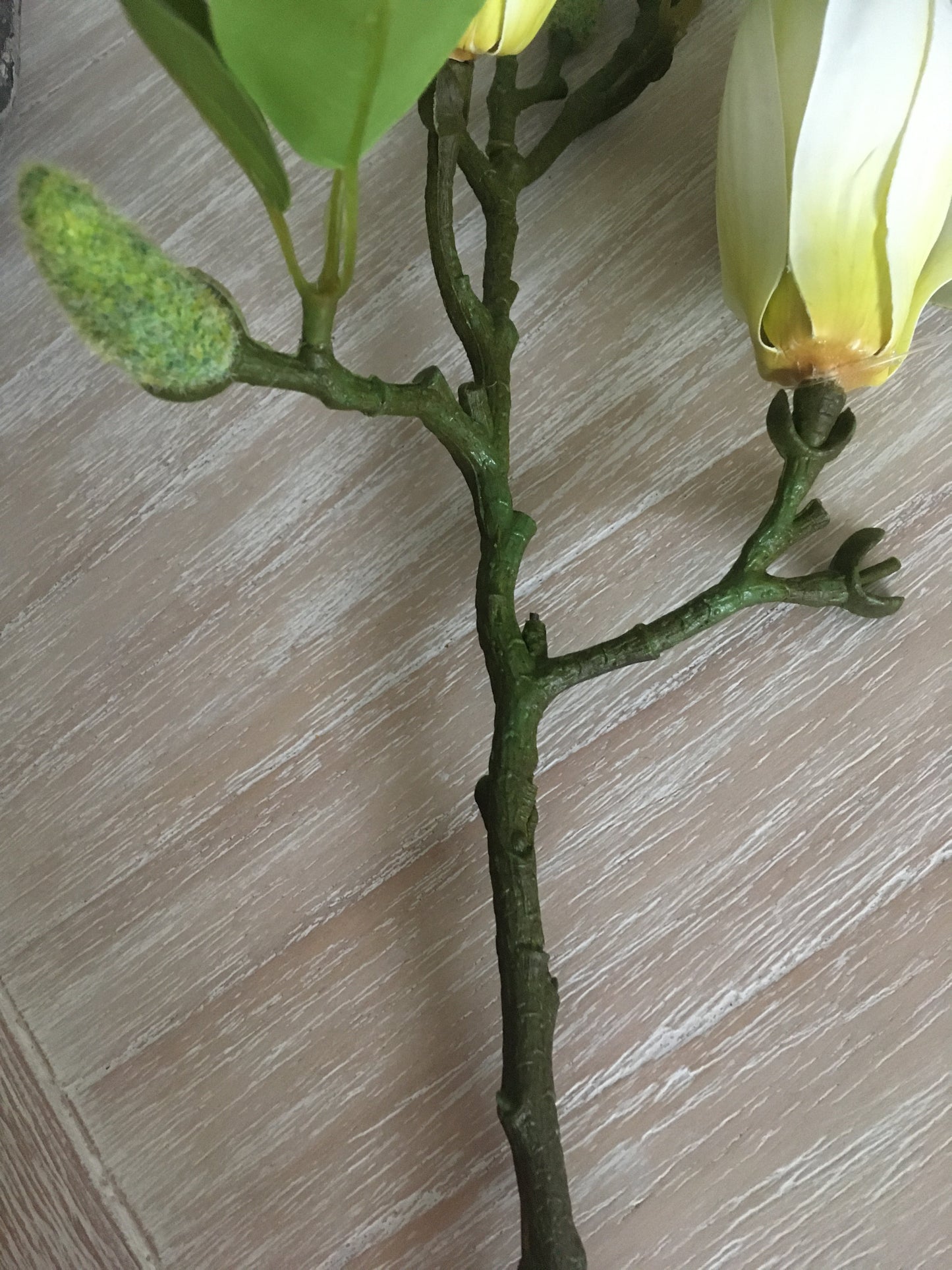 Magnolia Stem