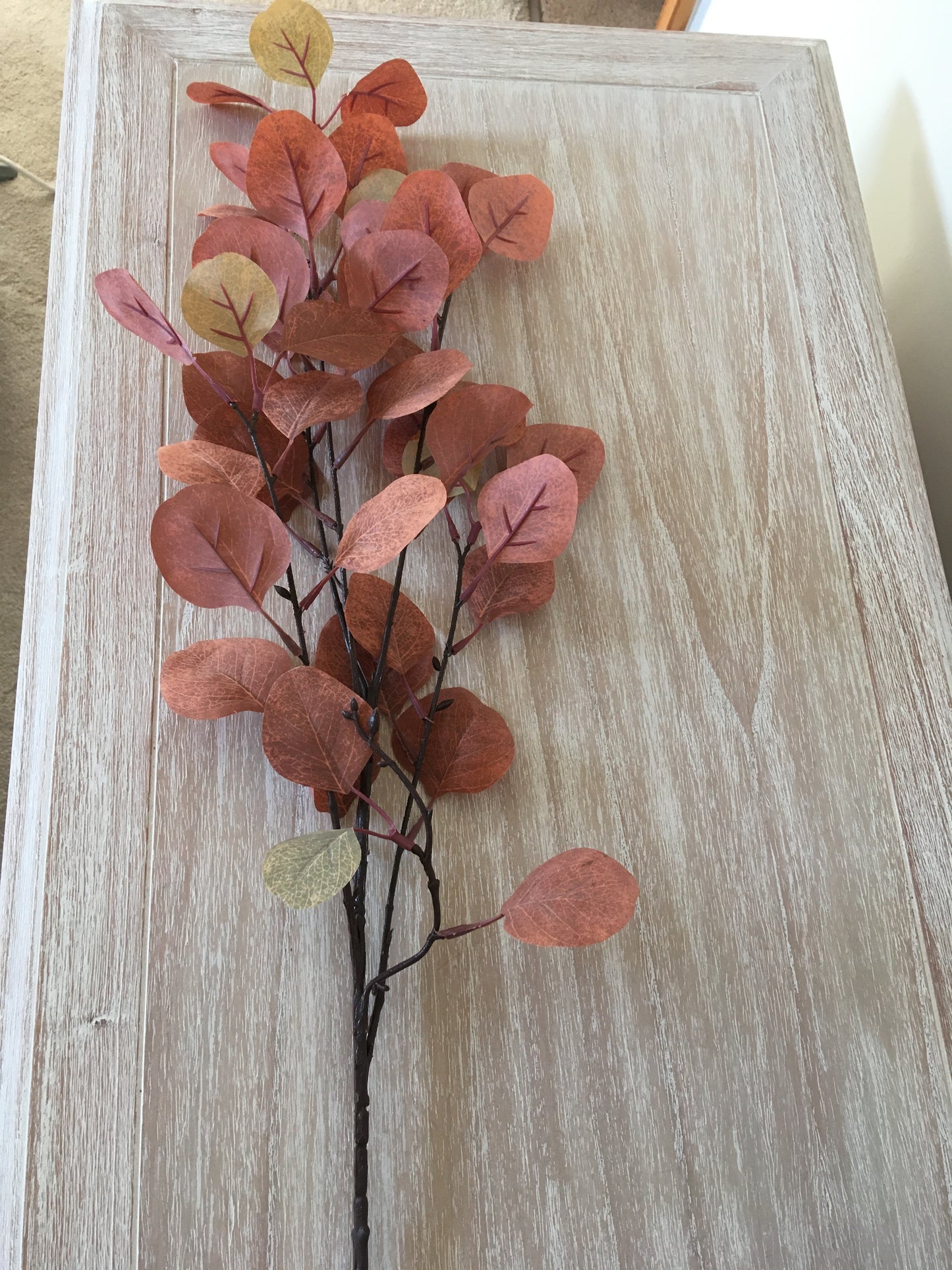 Orange Eucalyptus branch