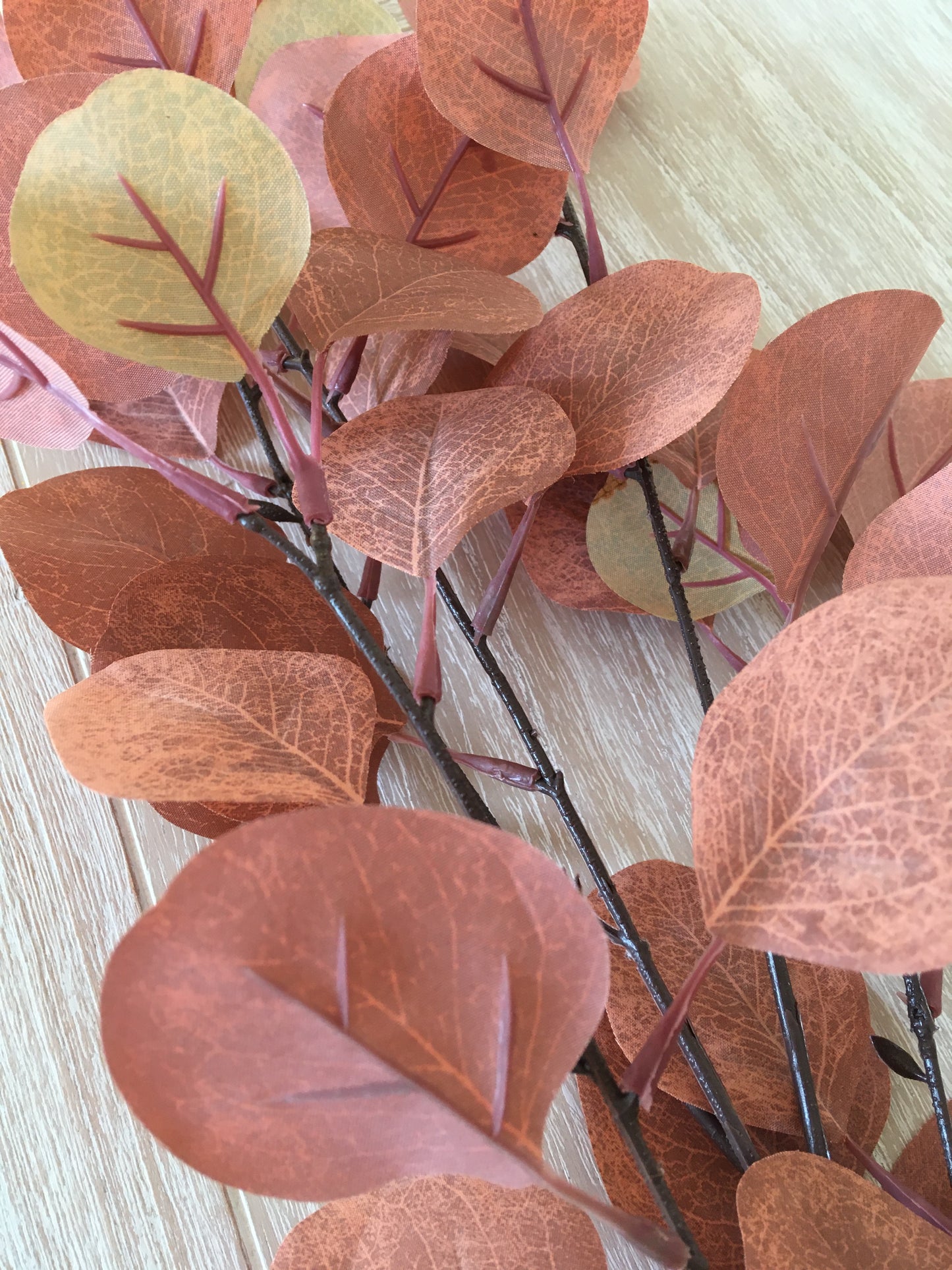 Orange Eucalyptus branch