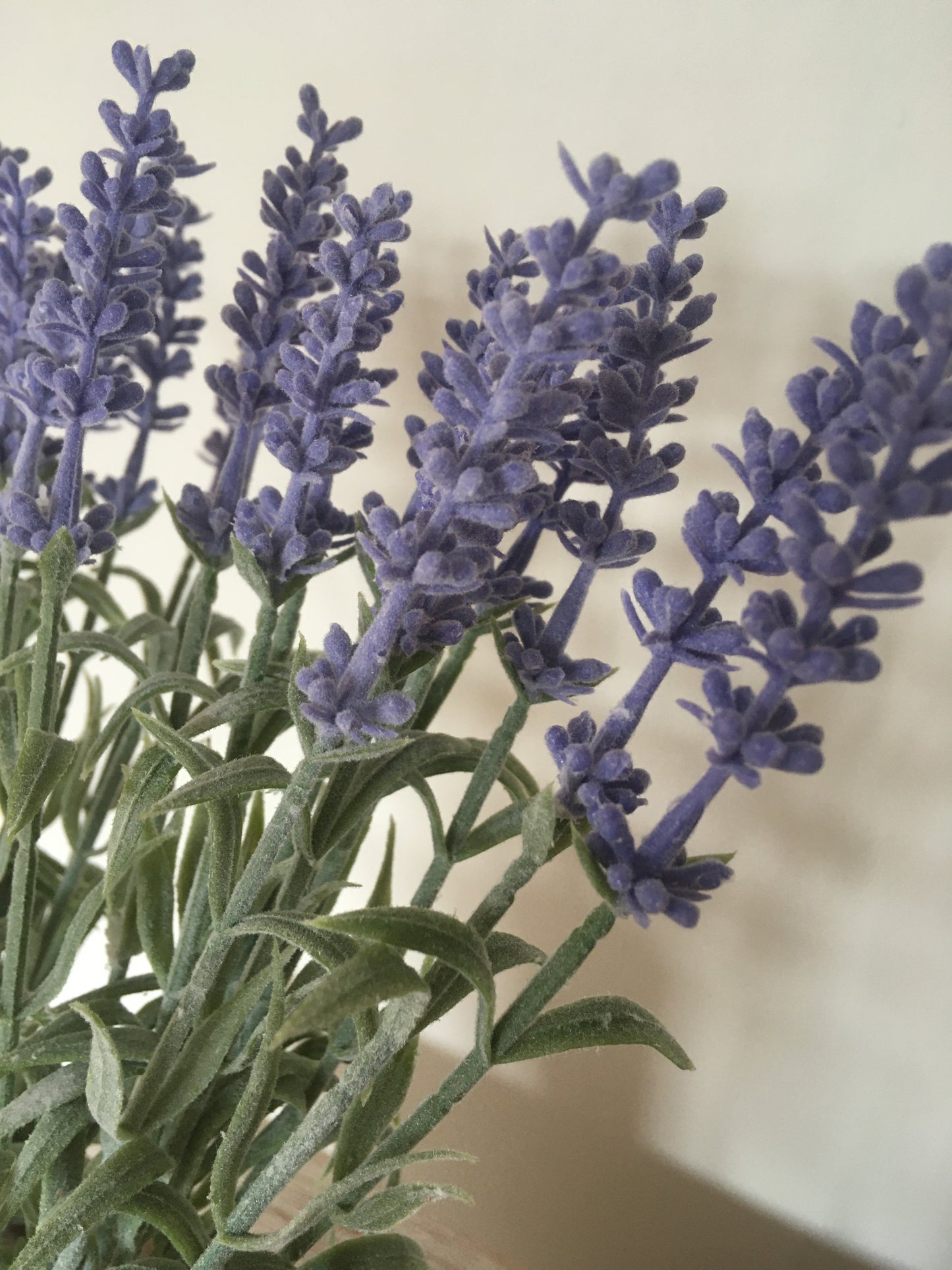 Lavender bunch