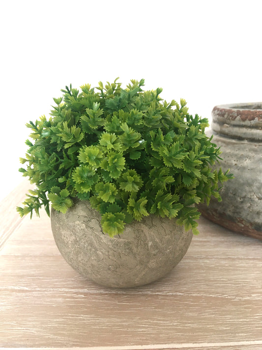 Green Plant in Stone Effect Pot