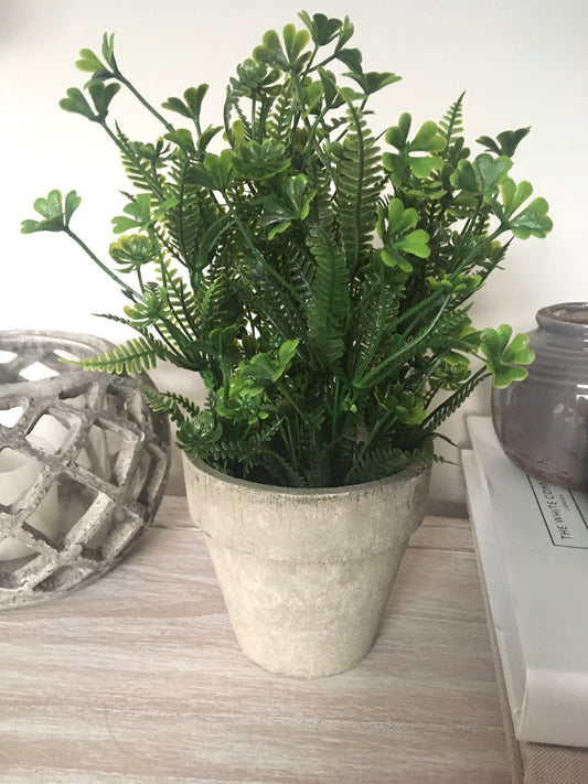Potted Plant