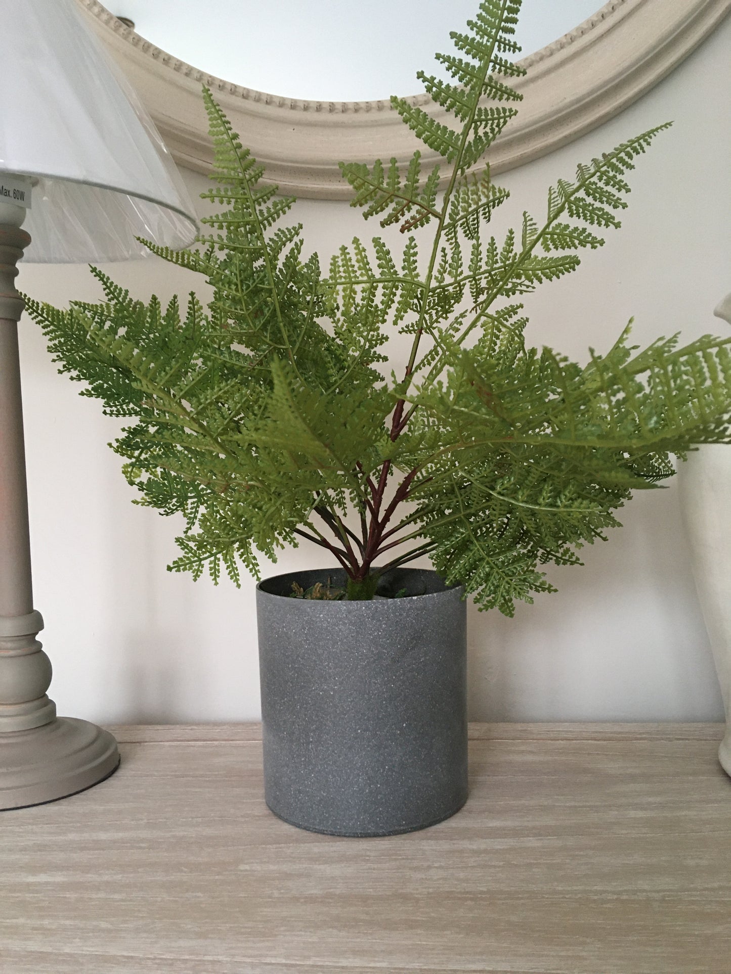Potted Fern