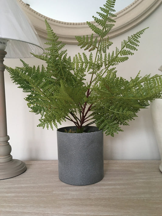 Potted Fern