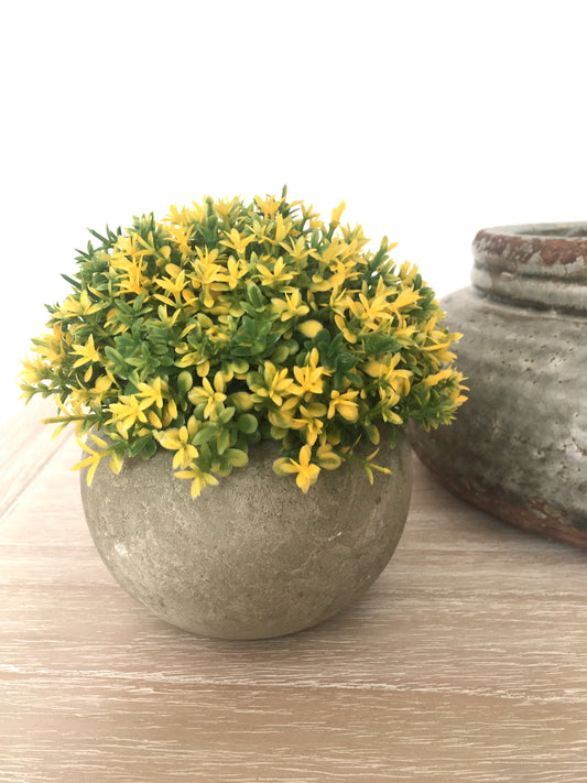 Yellow and Green Plant in Pot