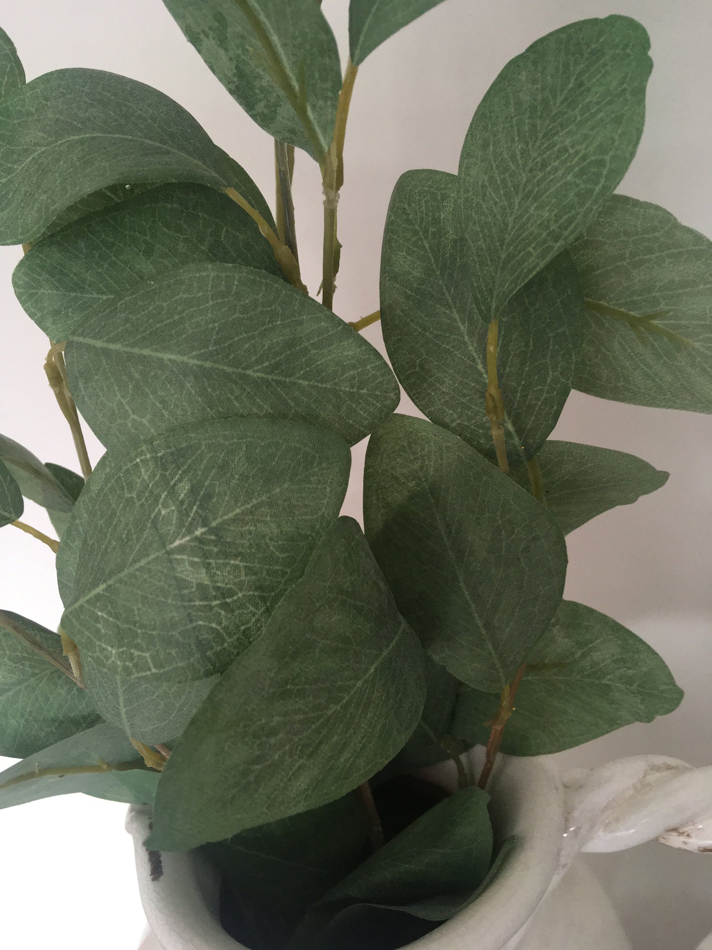 Eucalyptus Large Leaf